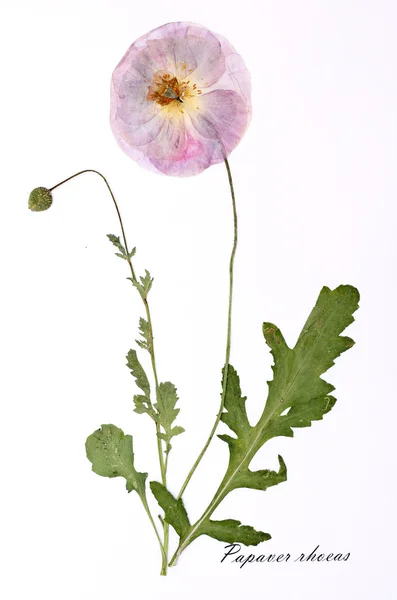 Kuru çiçekler Latince imzalı resmini.