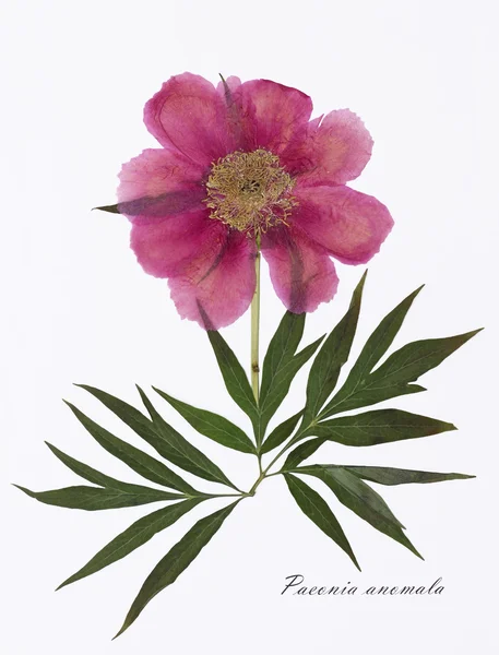 Obrázek ze sušených květin podepsána v latině. Pivoňka-Paeonia anomala Royalty Free Stock Obrázky