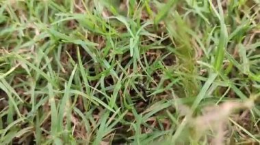 Bahçedeki yeşil çimenler