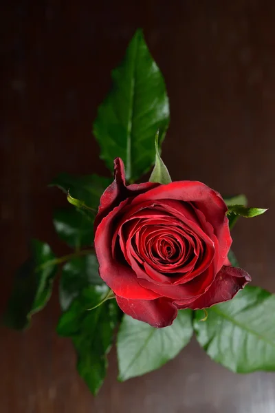 Photo of a red rose in vase on brown wooden table. Perfection of — Stock Photo, Image