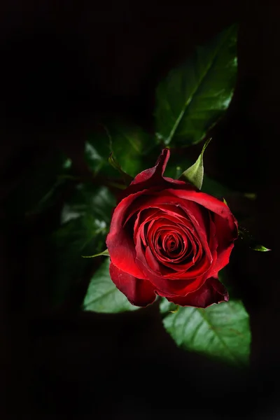 Photo of a red rose on a black background in a studio.Wallpaper. — Stock Photo, Image