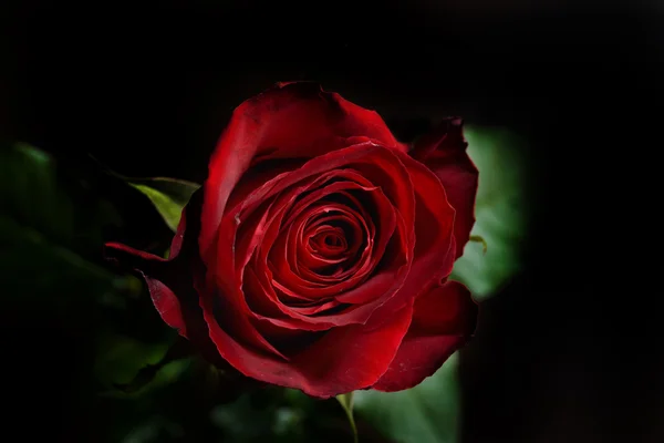 Photo of a red rose on a black background in a studio.Wallpaper. — Stock Photo, Image