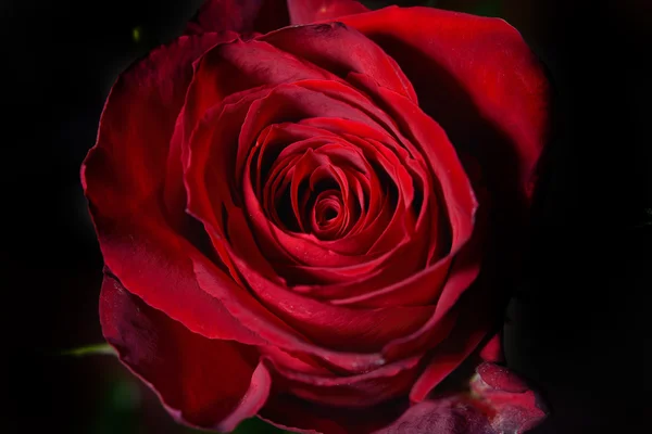 Photo of a red rose on a black background in a studio.Wallpaper. — Stock Photo, Image