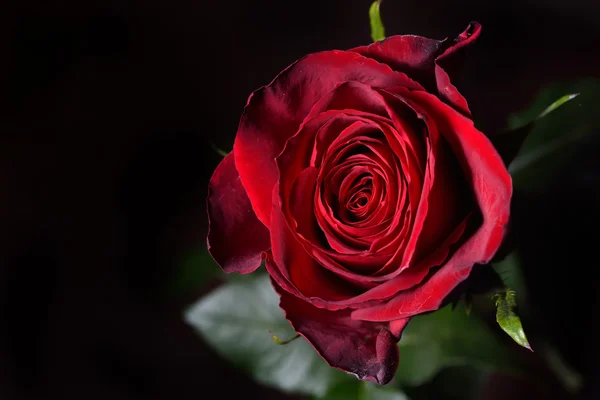 Photo of a red rose on a black background in a studio.Wallpaper. — Stock Photo, Image