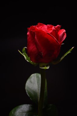 Siyah arka plan üzerine güzel kırmızı gül güçlü kontrast. DRA