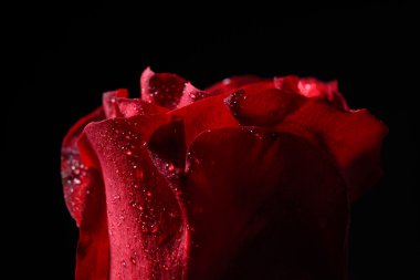 Kırmızı gül çiy damlacıkları, bla üzerinde aydınlatma dramatik ile yakın çekim
