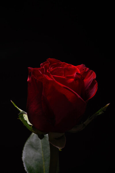 Beautiful red rose with strong contrast on black background. Dramatic lighting. Wallpaper. Perfection of nature. Purity