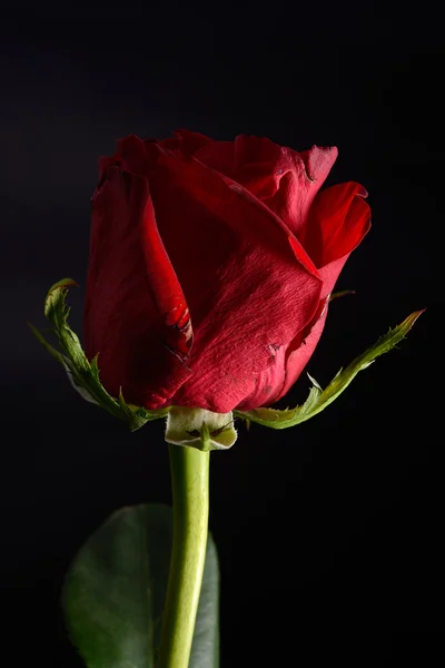 Beautiful red rose with strong contrast on black background. Dra — Stock Photo, Image