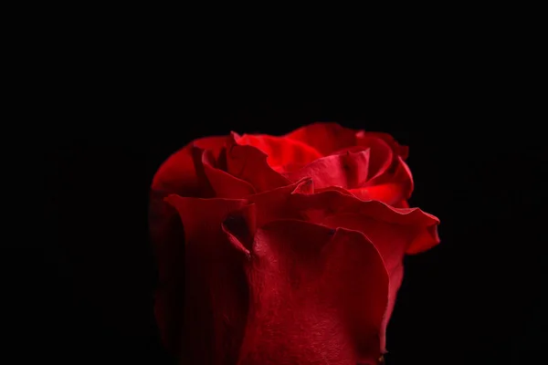 Close up of red rose with dramatic lighting on black background — Stock Photo, Image