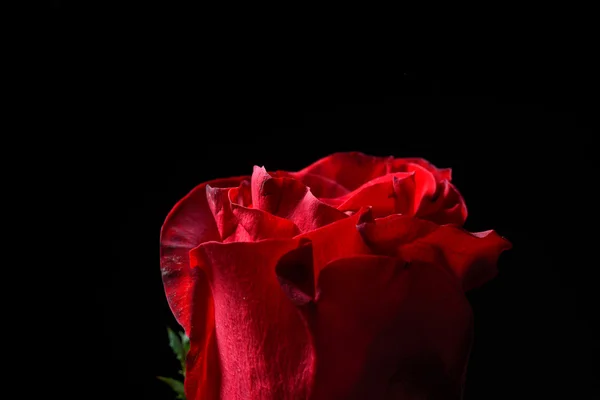 Close up of red rose with dramatic lighting on black background — Stock Photo, Image