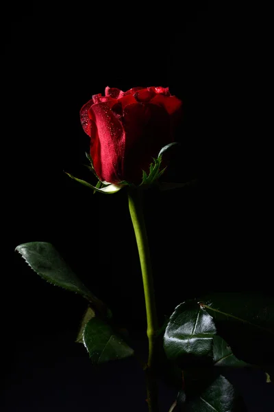 Picture of red rose with water drops, dramatic lighting on black — Stock Photo, Image