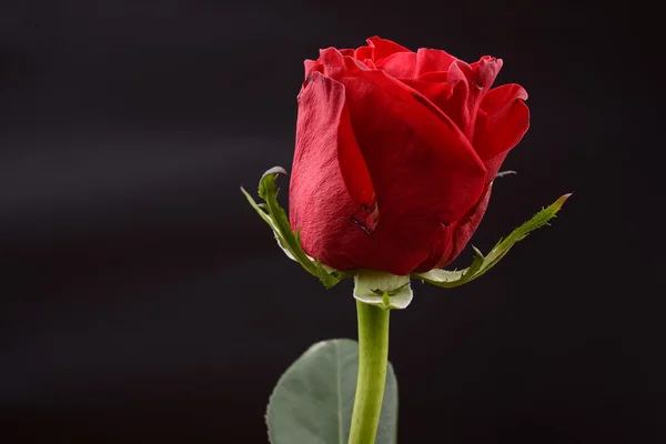 Photo of a red rose on a black background in a studio. Lights an — Stock Photo, Image