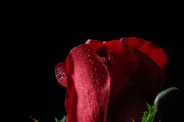 Close up of red rose with dew droplets, dramatic lighting on bla — Stock Photo, Image