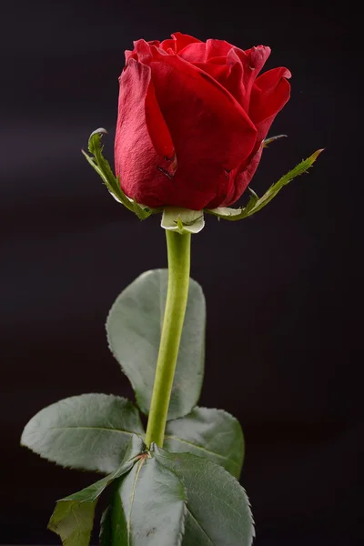 Foto einer roten Rose auf schwarzem Hintergrund in einem Atelier. Lichter an — Stockfoto