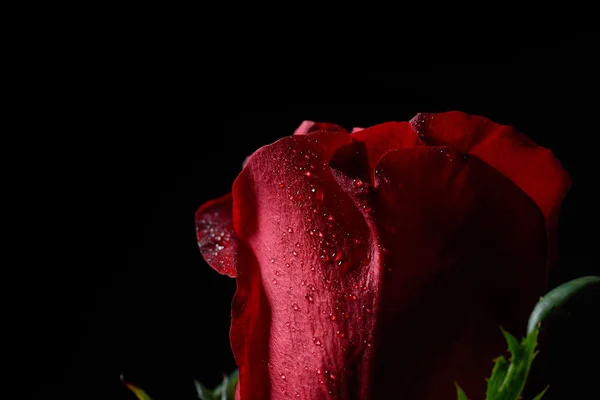 Крупный план красной розы с капельками росы, яркое освещение на бла — стоковое фото