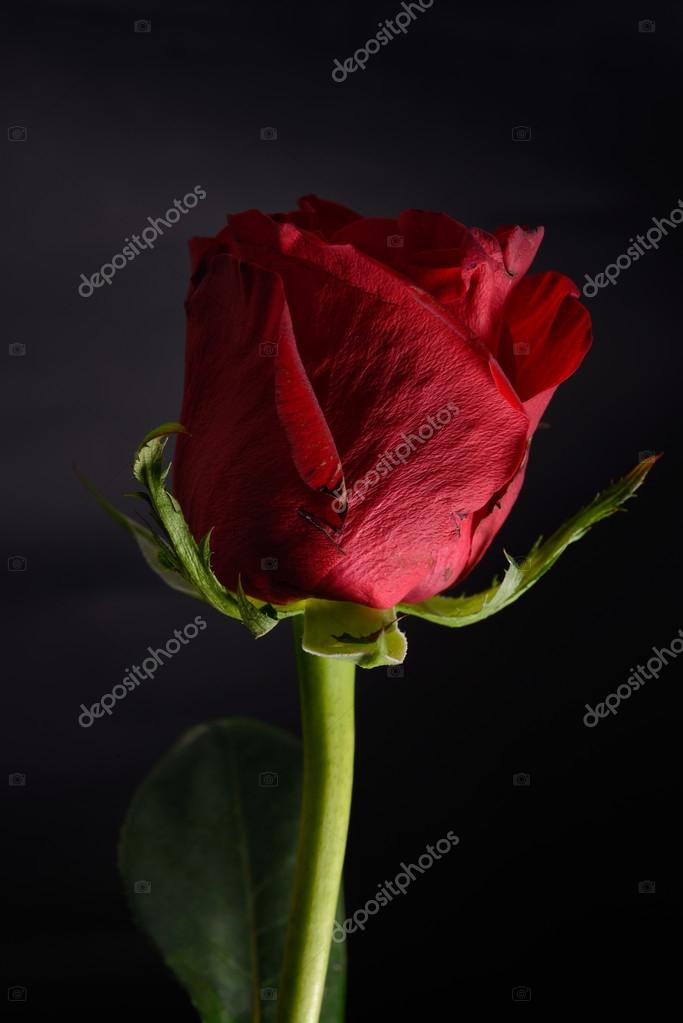 Belle Rose Rouge Avec Un Fort Contraste Sur Fond Noir Dra