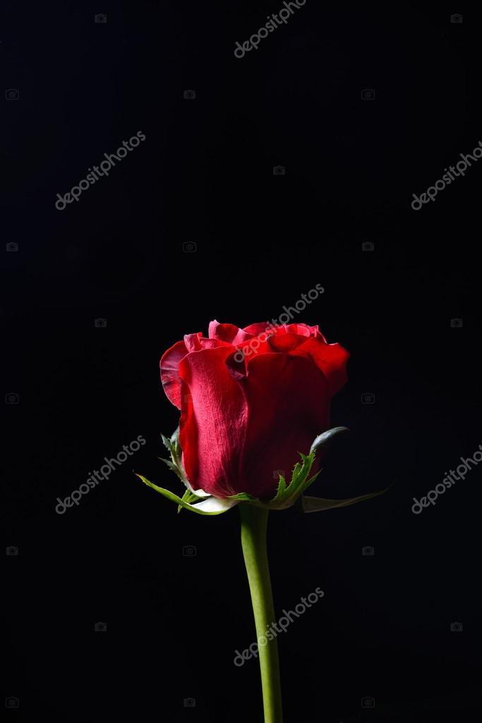 Belle Rose Rouge Avec Un Fort Contraste Sur Fond Noir Dra