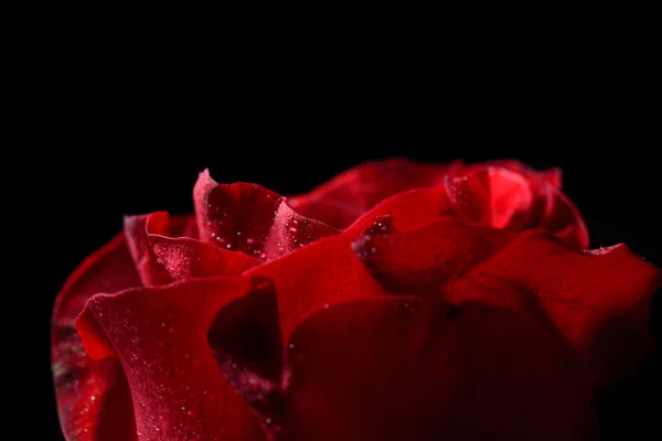 Macro picture of red rose with dew droplets, dramatic lighting o — Stock Photo, Image