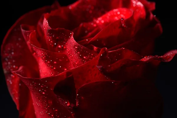 Макроизображение красной розы с росой, драматическое освещение. — стоковое фото
