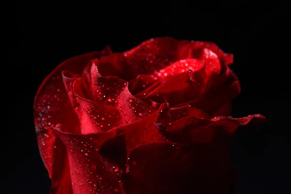 Macro picture of red rose with dew droplets, dramatic lighting o — Stock Photo, Image