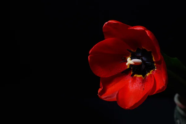 Nahaufnahme Foto von roter Tulpe mit Tautropfen auf Blütenblättern auf — Stockfoto