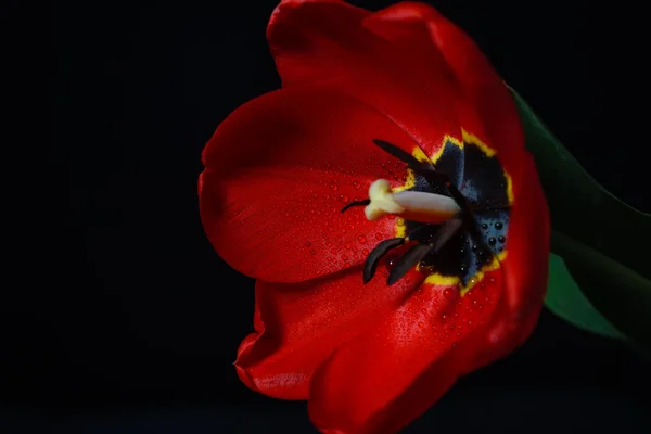 Portre fotoğraf ile çiğ kırmızı lale, çiçek yaprakları üzerinde sıska üstünde — Stok fotoğraf