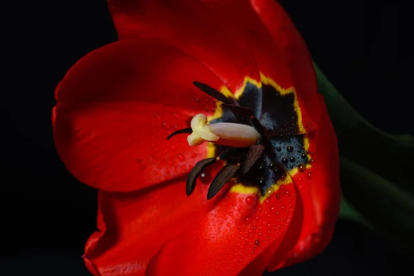 Portre fotoğraf ile çiğ kırmızı lale, çiçek yaprakları üzerinde sıska üstünde — Stok fotoğraf