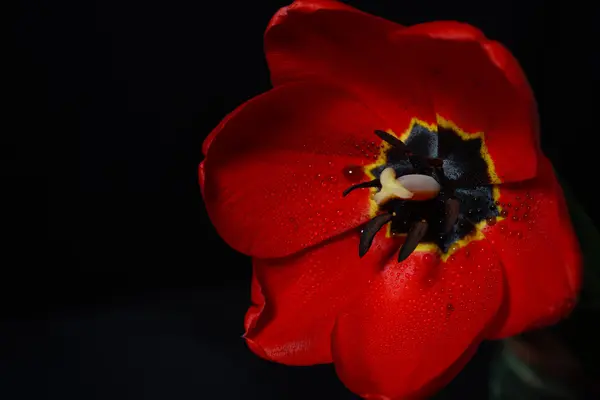 红色的郁金香，露水的特写照片滴眼液对花的花瓣上 — 图库照片