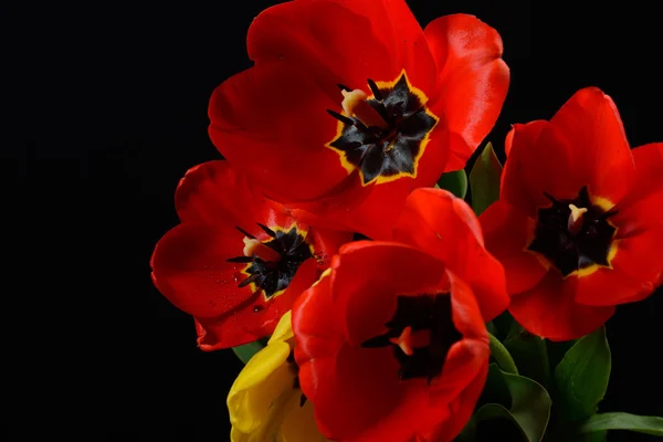 Closeup of opened bouquet of red tulips and yellow one on black — Stock Photo, Image