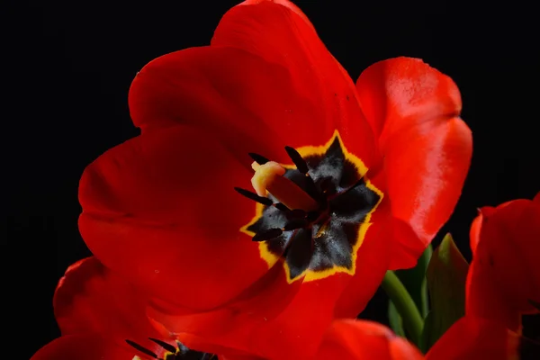 Gros plan de tulipe rouge ouverte dans un bouquet sur fond noir. Sp. — Photo