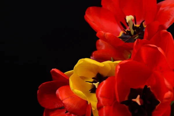 Primer plano de ramo abierto de tulipanes rojos y amarillo sobre negro — Foto de Stock