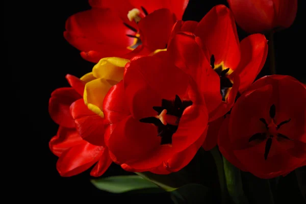 Closeup of opened bouquet of red tulips and yellow one on black — Stock Photo, Image