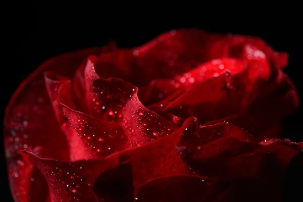 Макроизображение красной розы с росой, драматическое освещение. Стоковое Изображение