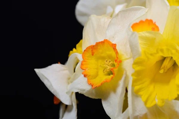 Close up photo of bouquet of white and yellow daffodils on black — Stock Photo, Image