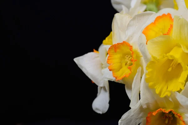 O を置かれた白と黄色の水仙の花束の写真をクローズ アップ — ストック写真