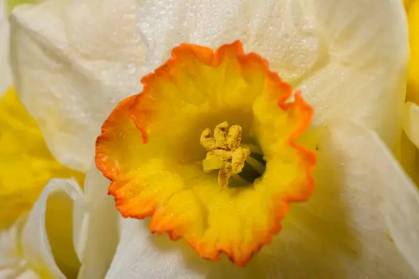 แมคโครภาพของสีขาวกับสีเหลืองกลาง Daffodil ไฟและ s — ภาพถ่ายสต็อก