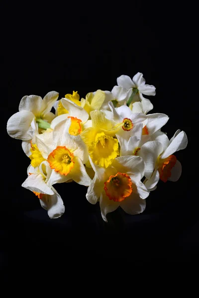 Εικόνα του μπουκέτο από άσπρες και κίτρινες daffodils σε μαύρο έκφραση Εικόνα Αρχείου