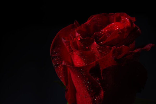 Close up of red rose with dramatic lighting on black background in studio. Macro shot with shallow depth of field. Perfection of nature. Purity