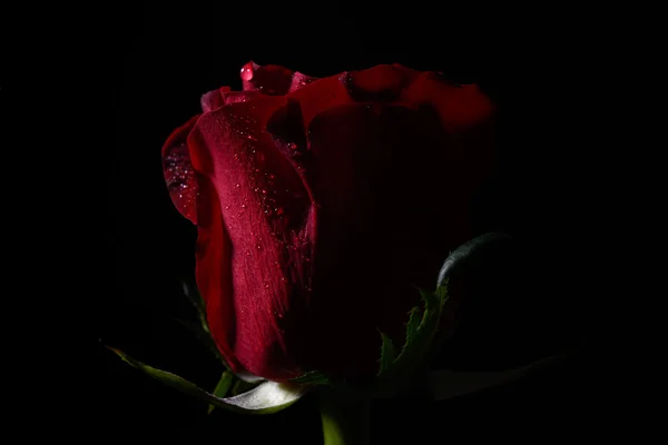 Close up of red rose with dramatic lighting on black background — Stock Photo, Image