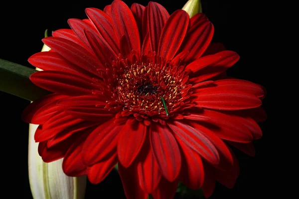 Bild på röd daisy gerbera blomman på svart bakgrund. Ljus — Stockfoto