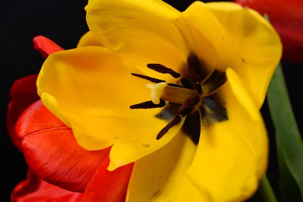 Gros plan du bouquet ouvert de tulipes rouges et jaunes sur noir — Photo