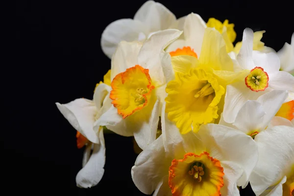 Beautiful bouquet of yellow and white daffodils, strong contrast — Stock Photo, Image