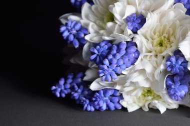 Beyaz kasımpatı ve mavi üzüm sümbül dra ile yakın çekim