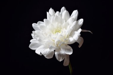 Siyah arka plan üzerine açık beyaz krizantem. Stüdyo ışıkları ve 