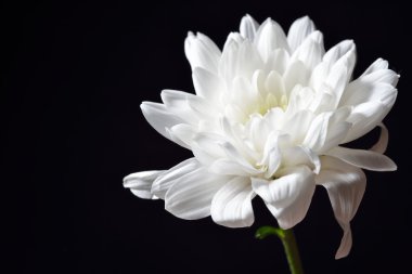 Siyah arka plan üzerine açık beyaz krizantem. Stüdyo ışıkları ve 