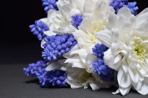 Primer plano de crisantemo blanco y jacinto de uva azul con dra — Foto de Stock