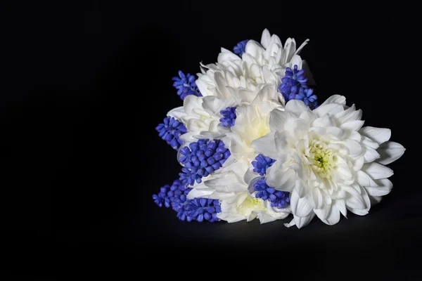 Närbild av vita krysantemum och blå druvor hyacint med dramatisk belysning på svart bakgrund. Makro skott. Studioljus och skuggor. Renhet och ömhet — Stockfoto
