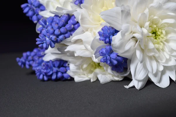 Gros plan du chrysanthème blanc et de la jacinthe de raisin bleue avec dra — Photo