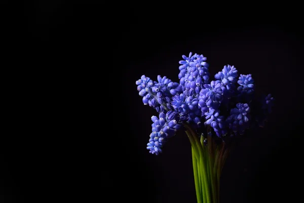Blaue Traubenhyazinthe, Muscari armeniacum Blüten mit starkem Kontrast — Stockfoto