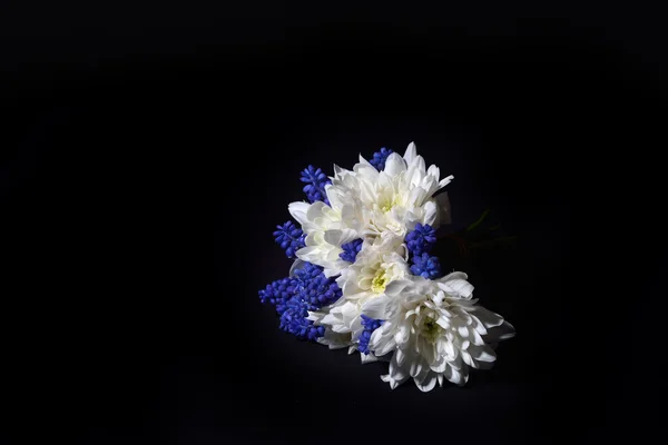 Gros plan du chrysanthème blanc et de la jacinthe de raisin bleue avec un éclairage spectaculaire sur fond noir. Macro shot. Studio lumières et ombres. Pureté et tendresse — Photo